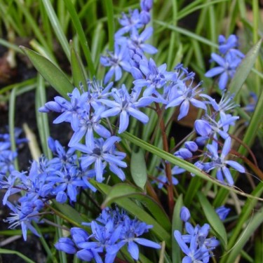 Scilla bifolia Scilla bifolia