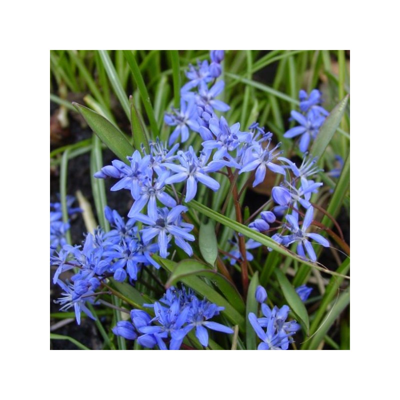 Scilla bifolia Scilla bifolia