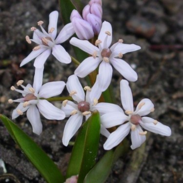 Scilla bifolia 'Rosea' Scilla bifolia 'Rosea'