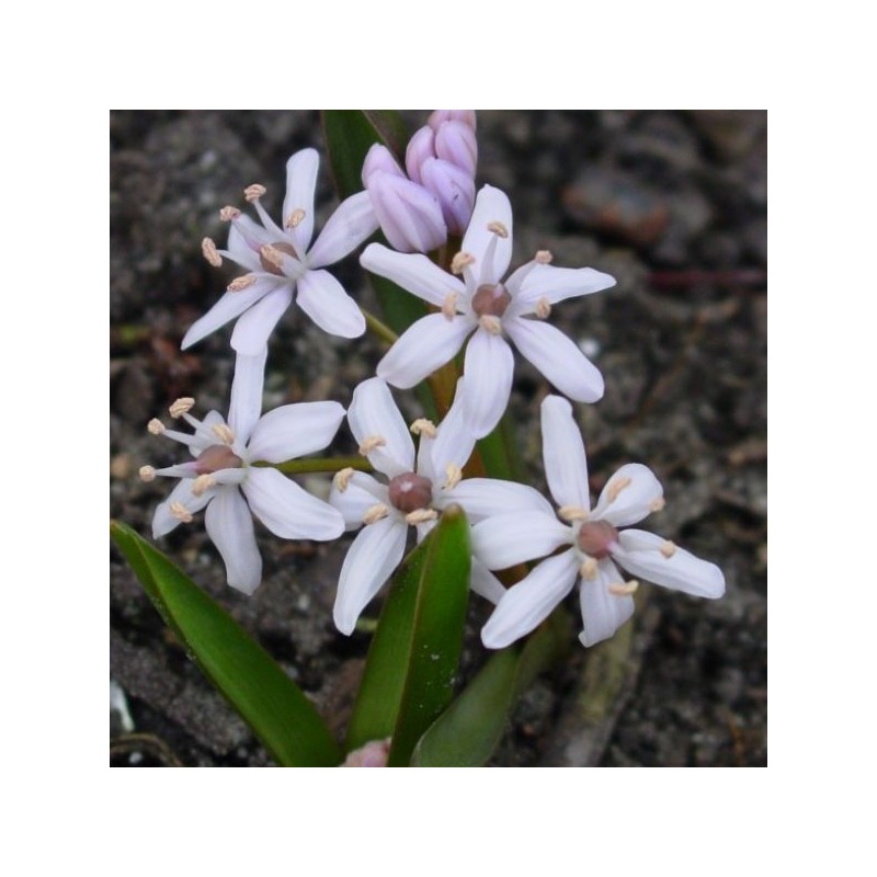 Scilla bifolia 'Rosea' Scilla bifolia 'Rosea'