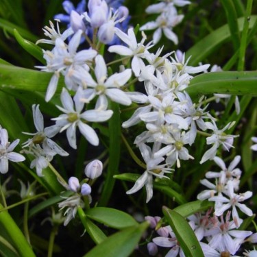 Scilla bifolia 'Rosea' Scilla bifolia 'Rosea'