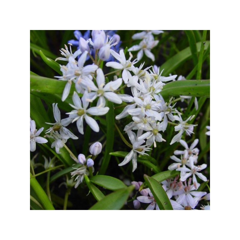 Scilla bifolia 'Rosea' Scilla bifolia 'Rosea'