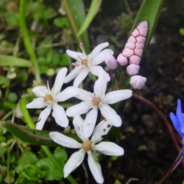 Scilla bifolia 'Rosea' Scilla bifolia 'Rosea'