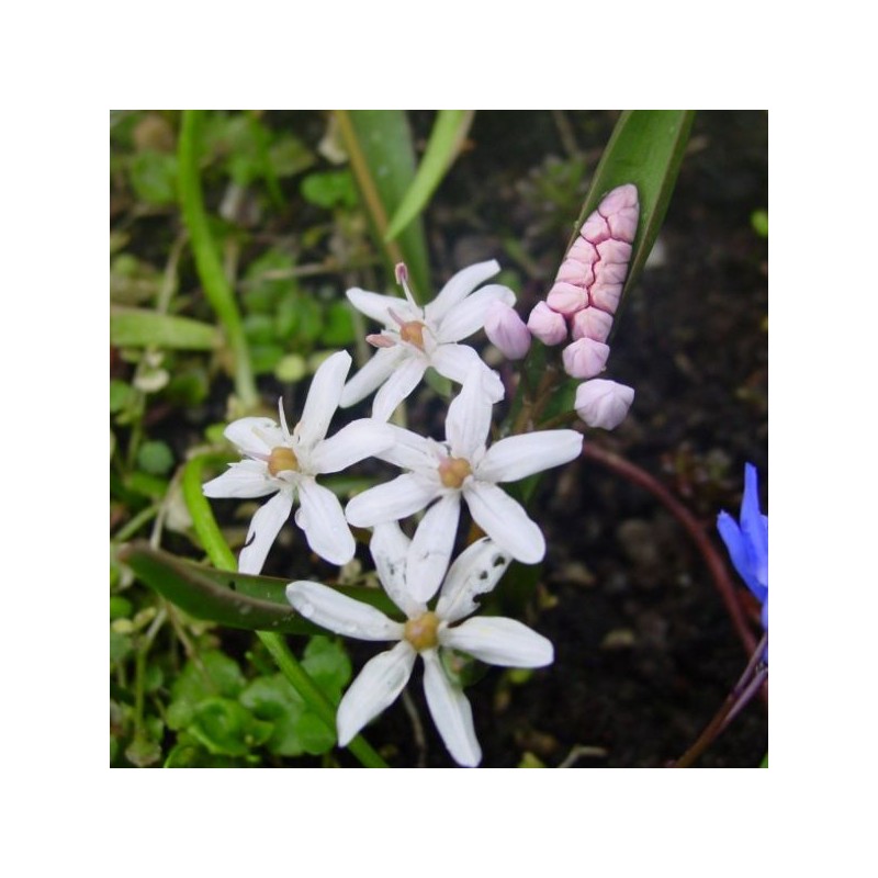 Scilla bifolia 'Rosea' Scilla bifolia 'Rosea'