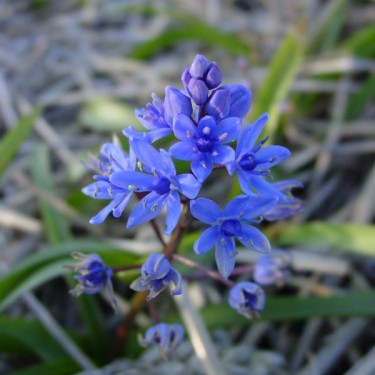 Scilla bifolia var. taurica