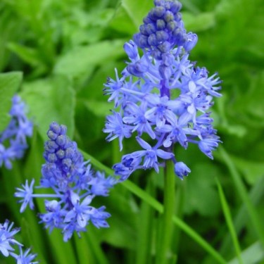 Scilla litardierei Scilla litardierei