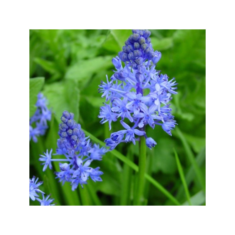 Scilla litardierei Scilla litardierei