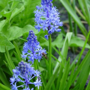 Scilla litardierei Scilla litardierei