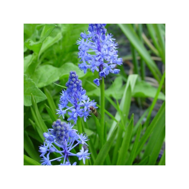 Scilla litardierei Scilla litardierei