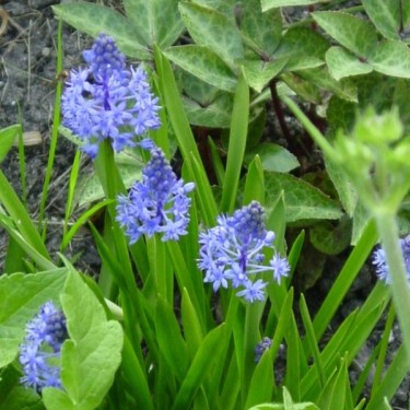 Scilla litardierei Scilla litardierei