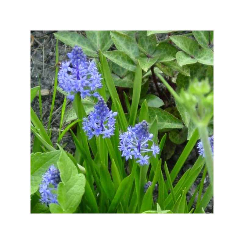 Scilla litardierei Scilla litardierei