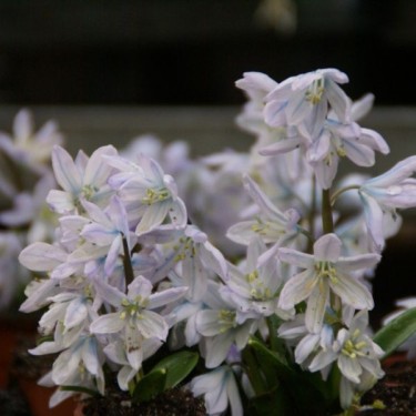 Scilla mischtschenkoana 'Tubergeniana'