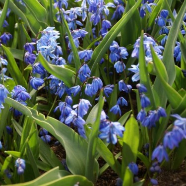 Scilla siberica Scilla siberica