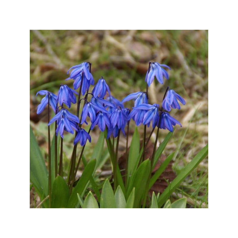 Scilla siberica Scilla siberica