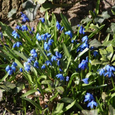 Scilla siberica Scilla siberica
