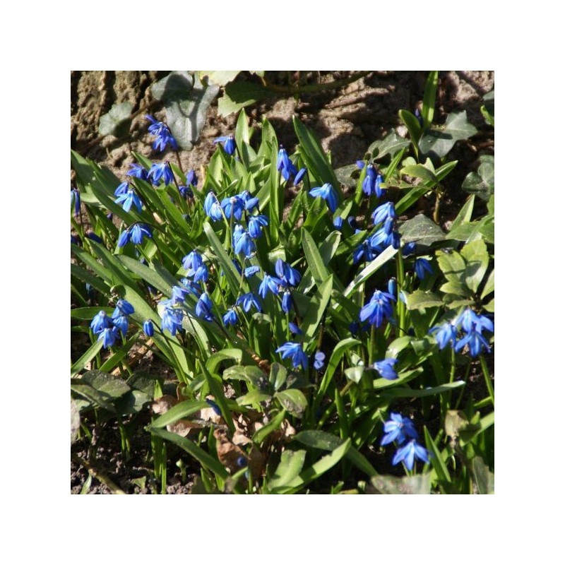 Scilla siberica Scilla siberica