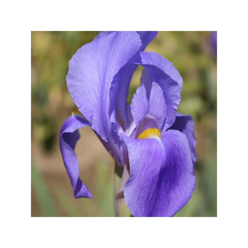 Iris hoogiana Iris hoogiana