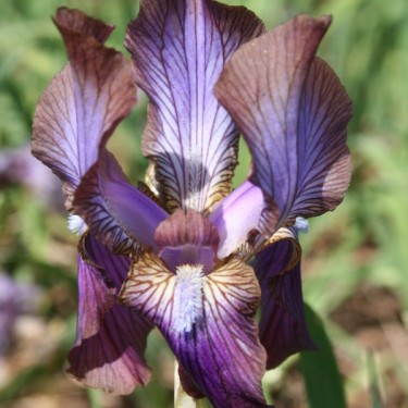 Iris stolonifera 'Zwanenburg Beauty'