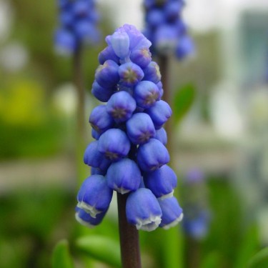 Muscari botryoides 'Superstar'