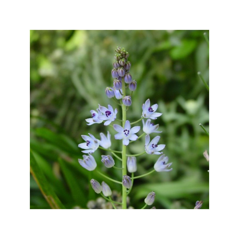 Scilla autumnalis Scilla autumnalis