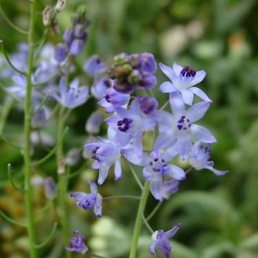 Scilla autumnalis Scilla autumnalis