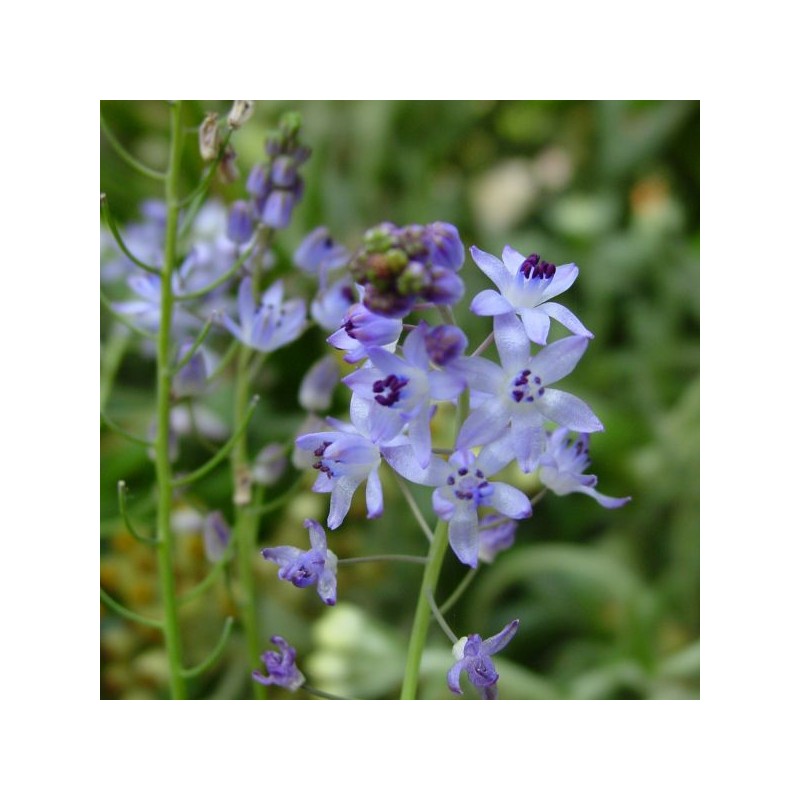Scilla autumnalis Scilla autumnalis