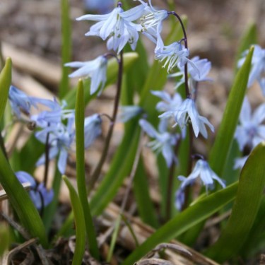 Scilla mesopotamica Scilla mesopotamica