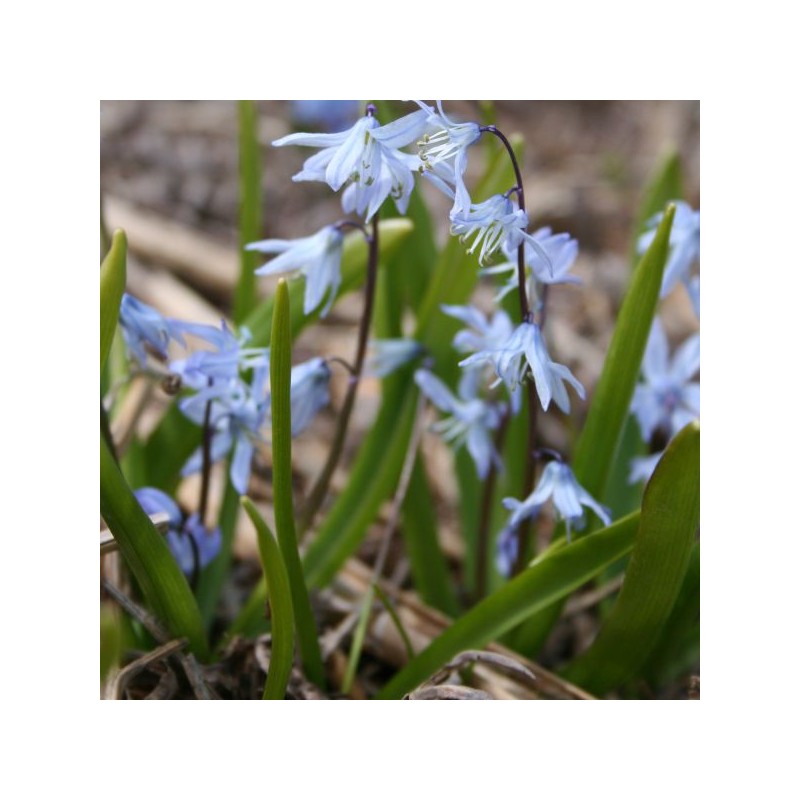 Scilla mesopotamica Scilla mesopotamica