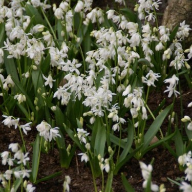 Scilla siberica 'Alba' Scilla siberica 'Alba'