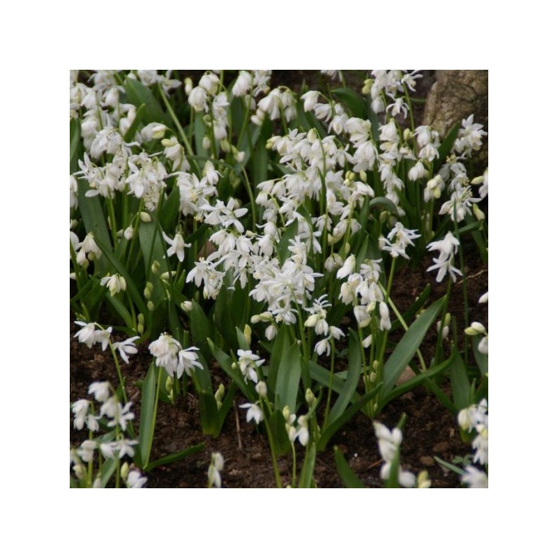 Scilla siberica 'Alba' Scilla siberica 'Alba'