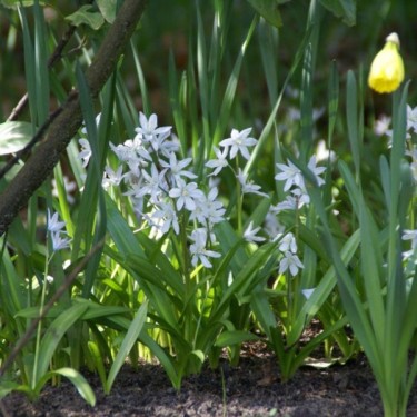 Scilla siberica 'Alba' Scilla siberica 'Alba'