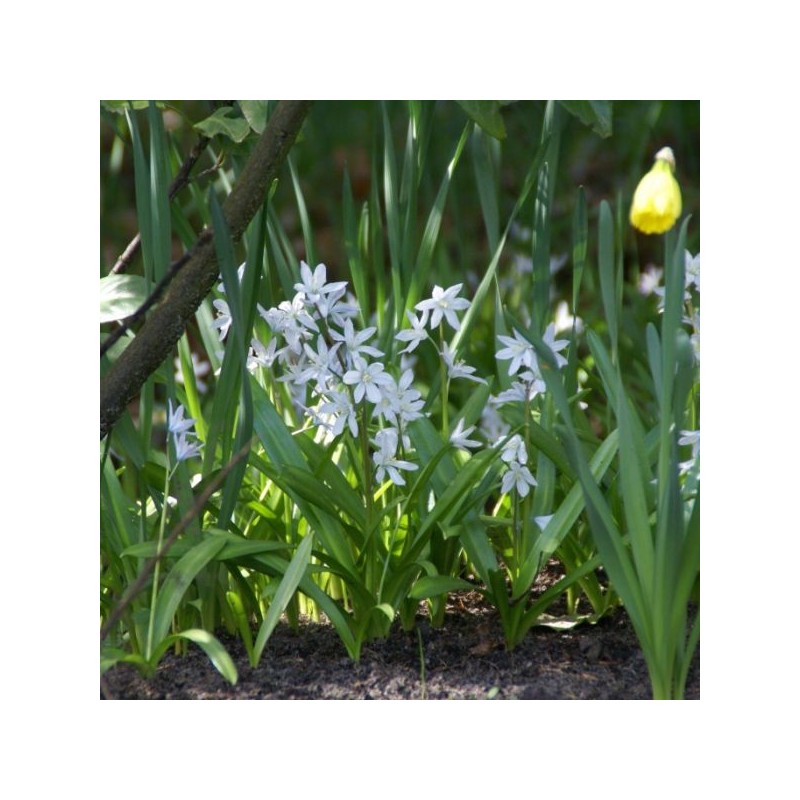Scilla siberica 'Alba' Scilla siberica 'Alba'