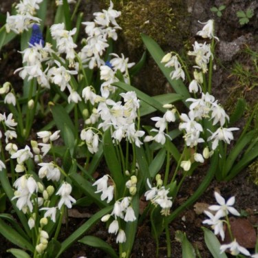 Scilla siberica 'Alba' Scilla siberica 'Alba'