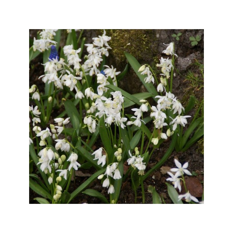 Scilla siberica 'Alba' Scilla siberica 'Alba'