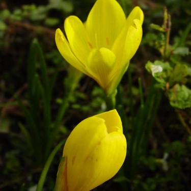 Sternbergia lutea Sternbergia lutea