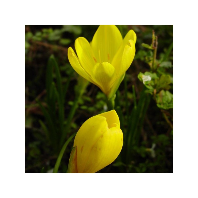 Sternbergia lutea Sternbergia lutea