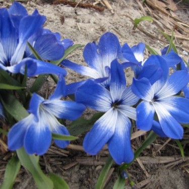 Tecophilaea cyanocrocus 'Leichtlinii'