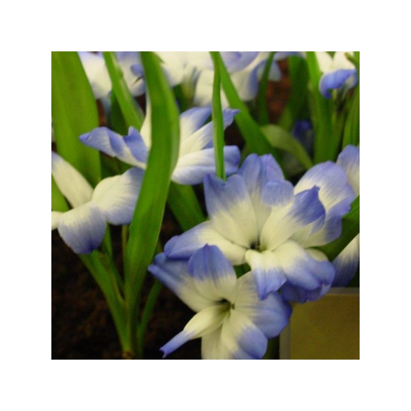 Tecophilaea cyanocrocus 'Leichtlinii'