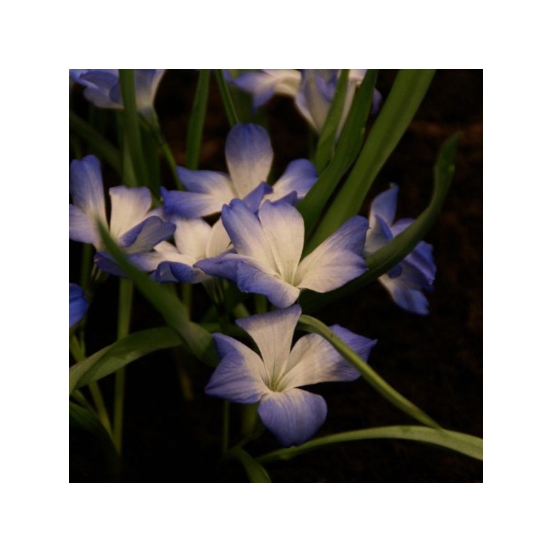 Tecophilaea cyanocrocus 'Leichtlinii'