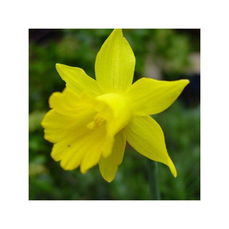 Narcissus 'Small Talk' Narcissus 'Small Talk'