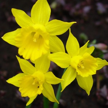 Narcissus 'Small Talk' Narcissus 'Small Talk'
