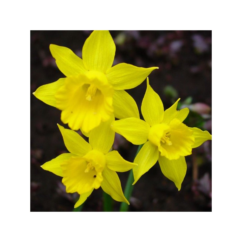 Narcissus 'Small Talk' Narcissus 'Small Talk'