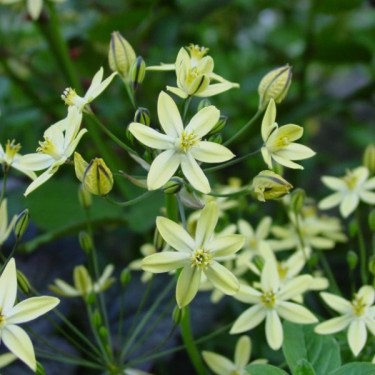 Triteleia ixioides 'Starlight'