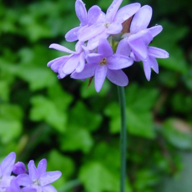 Tulbaghia violacea var. maritima