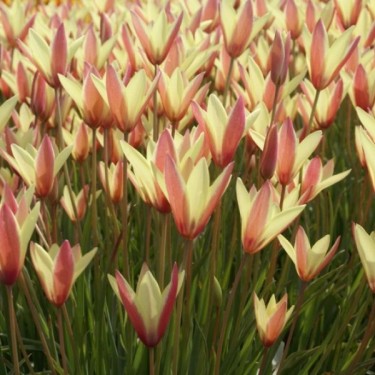 Tulipa clusiana 'Cynthia' Tulipa clusiana 'Cynthia'