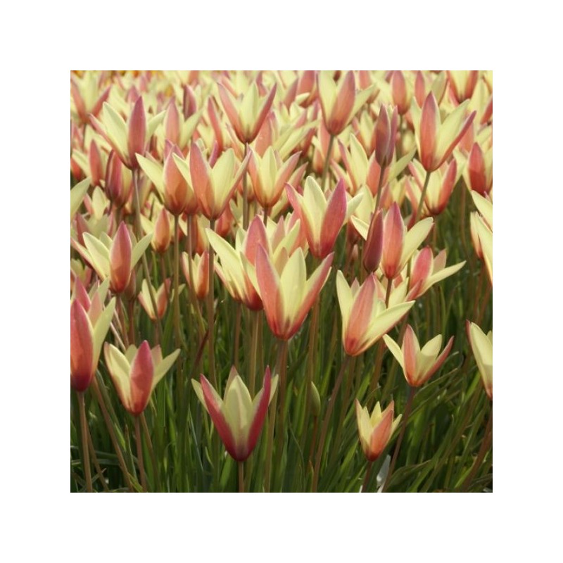 Tulipa clusiana 'Cynthia' Tulipa clusiana 'Cynthia'