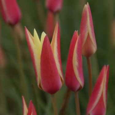 Tulipa clusiana 'Cynthia' Tulipa clusiana 'Cynthia'