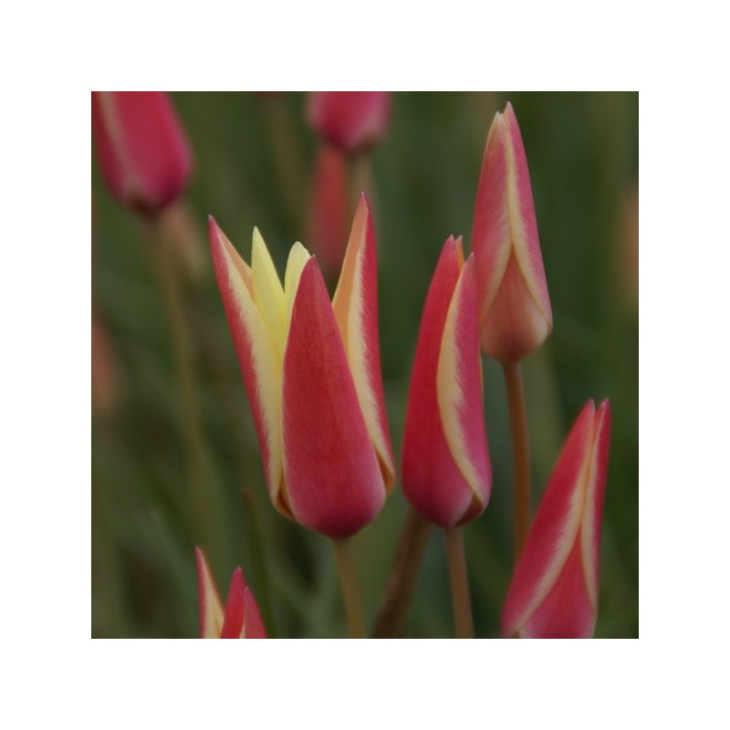 Tulipa clusiana 'Cynthia' Tulipa clusiana 'Cynthia'