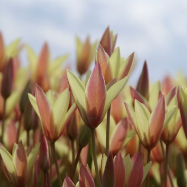 Tulipa clusiana 'Cynthia' Tulipa clusiana 'Cynthia'