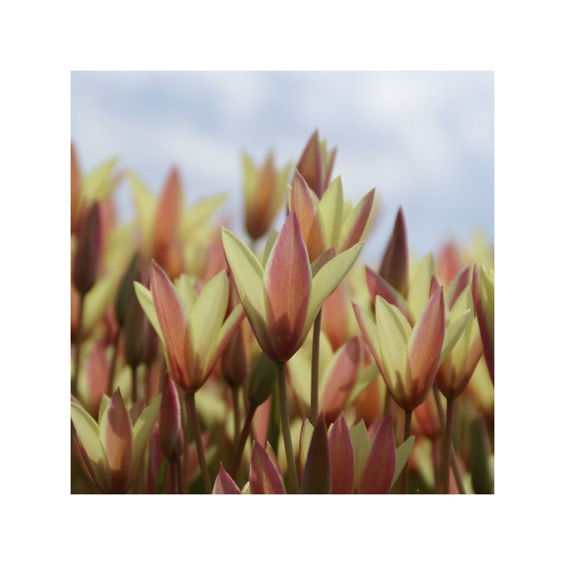 Tulipa clusiana 'Cynthia' Tulipa clusiana 'Cynthia'